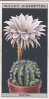 Flower Culture In Pots, 1925 - Wills Cigarette Card - 10 Hedgehog Cactus - Wills