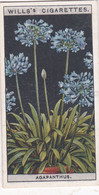 Flower Culture In Pots, 1925 - Wills Cigarette Card - 2 Agapanthus - Wills