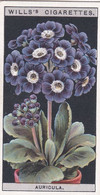 Flower Culture In Pots, 1925 - Wills Cigarette Card - 5 Alpine Auricula - Wills