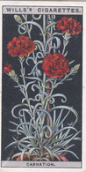 Flower Culture In Pots, 1925 - Wills Cigarette Card - 13 Perpetual Flowering Carnation - Wills
