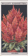 Flower Culture In Pots, 1925 - Wills Cigarette Card -  14 Celosia - Wills