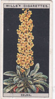Flower Culture In Pots, 1925 - Wills Cigarette Card -  15 Celsia - Wills