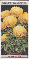 Flower Culture In Pots, 1925 - Wills Cigarette Card -  16 Dwarf Chrysanthemum - Wills