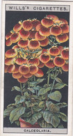 Flower Culture In Pots, 1925 - Wills Cigarette Card -  11 Herbaceous Calceolaria - Wills