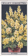 Flower Culture In Pots, 1925 - Wills Cigarette Card -  20 Cytisus - Wills