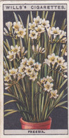 Flower Culture In Pots, 1925 - Wills Cigarette Card -  23 Freesia - Wills