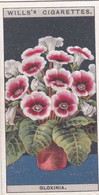 Flower Culture In Pots, 1925 - Wills Cigarette Card -  25 Gloxinia - Wills