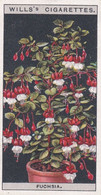 Flower Culture In Pots, 1925 - Wills Cigarette Card -  24 Fuschia - Wills