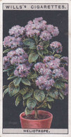 Flower Culture In Pots, 1925 - Wills Cigarette Card -  26 Heliotrope - Wills