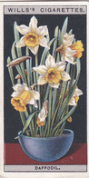 Flower Culture In Pots, 1925 - Wills Cigarette Card -  21 Daffodil - Wills