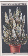 Flower Culture In Pots, 1925 - Wills Cigarette Card -  22 Erica - Wills