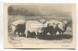 Shropshire Sheep, England - Early Postcard - Other