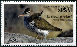 St Pierre Et Miquelon 2022 - Oiseaux, Le Chevalier Grivelé - 1 Val Neuf // Mnh - Neufs