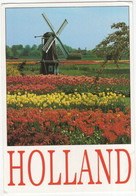 Bulb-culture Between Leyden And Haarlem, Especially Lisse And Hillegom - Tulips In Spring - Holland - Lisse