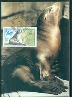 FDC-Carte Maximum Card #TAAF-FSAT 2000 (N°Yv. 264) Animaux Marins-marine Animals-Otarie-sea Lion-Seelöwe-Kerguelen - FDC