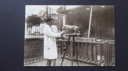 MAX LE VERRIER Au Jardin D'!Acclimatation Dans Les Années 1930 Devant Les Cages Du Cirque BOUGLIONE - Sculptures