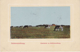 Schiermonnikoog Boerderijen Koeien VN983 - Schiermonnikoog