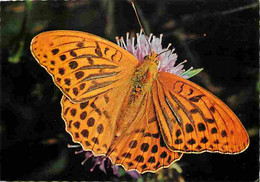 Animaux - Papillons - Kaisermantel - Argynnis Paphia Paphia L - Silver-washed Fritillary - Tabac-d'Espagne - Paarlemoerv - Mariposas