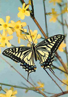 Animaux - Papillons - Jopanischer Schwolbenschwanz - Papilio Xuthus - Japanese Swallowtail - Queue D'hirondelle Japonais - Vlinders