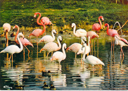 01 - Villars Les Dombes - Parc Ornithologique Départemental De La Dombes - Flamants Roses - Villars-les-Dombes