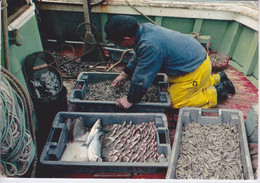 THEME METIER DE LA PECHE MARITIME - RETOUR DE PECHE A L'ILE D'OLERON - SOLE CREVETTES MARIN PECHEUR - Pêche