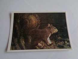 Squirrel Ecureuil Esquilo Portugal Portuguese Pocket Calendar 1988 - Small : 1981-90