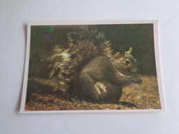 Squirrel Ecureuil Esquilo Cinzento Portugal Portuguese Pocket Calendar 1988 - Small : 1981-90