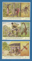 6 Chromos Liebig / Anthropodes Vénéneux Ou Vecteurs De Maladies Du Congo / S1637 / 1956 / Belgique - Liebig