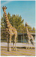 Canada Calgary Giraffes Katie & Charlie The Calgary Zoo - Calgary