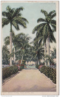 Florida Palm Beach Street Scene With Royal Palms 1921 - Palm Beach