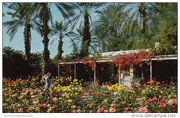 California Palm Springs Shield's Rose Garden - Palm Springs
