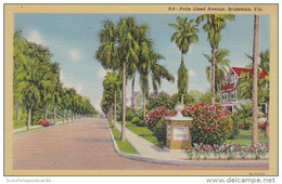 Florida Bradenton Typical Palm Lined Avenue Curteich - Bradenton