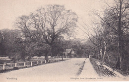 ANGLETERRE(WORTHING) ARBRE - Worthing