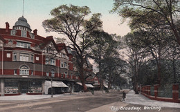 ANGLETERRE(WORTHING) ARBRE - Worthing