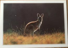 Arnhem Australie Wallaby - Ohne Zuordnung