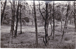 Kijkje In Ommen's Vrije Natuur - Ommen