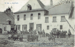 Havay Ferme De Beauvoir  Cour Interieure N°15  Animation De Chevaux  1909 - Quévy