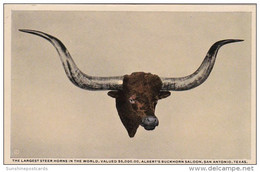 Texas San Antonio Largest Steer Horns In The World In Buckhorn Curio Museum Curteich - San Antonio