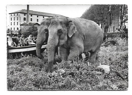 ANIMAL – ELEPHANT 34 – AGDE : Troupeau D’éléphants Pâturant Sur Le Bord De L’Hérault - Olifanten