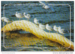 Canada Seagulls Along The Gaspe Coast - Gaspé