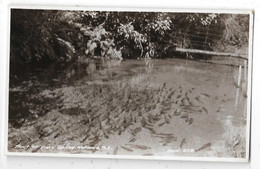 Nouvelle Zélande - ROTORUA  - Carte Photo -  Trout Of Fairy Spring  223 - KENNETH FLEMING QUINN WELLINGTON - Nouvelle-Zélande