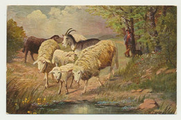Carte Gaufrée Pâturage Chèvres Moutons - Série Oilette  Editeur Raphael Tuck - Autres Illustrateurs