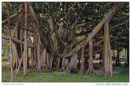 Hawaii Honolulu The Famous Banyan Tree - Honolulu