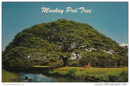 Hawaii Hawaiian Monkey Pod Tree - Honolulu