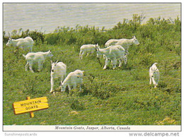 Canada Jasper Mountain Goats - Jasper