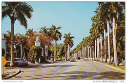 Florida Fort Myers Royal Palms Along McGregor Boulevard - Fort Myers