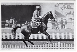 51793 - Deutsches Reich - 1936 - Sommerolympiade Berlin - Daenemark, "His-Ex" Unter Rittmeister Jensen - Horse Show