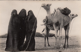 CP FEMMES MAURES A LA CORVEE DE BOIS - MAURITANIE - AFRIQUE - Mauretanien