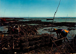 Ile De Ré * Vue Sur La Pêche Aux Huîtres * Ostréiculture - Ile De Ré