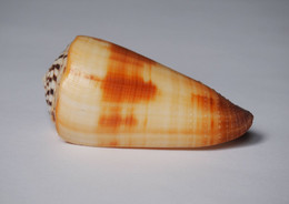 Conus Striatellus - Coquillages